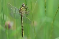 Gomphus pulchellus