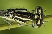 Coenagrion scitulum