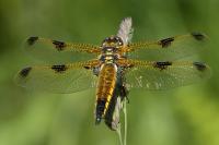 Libellula quadrimaculata