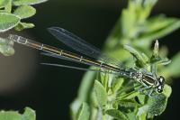 Coenagrion puella