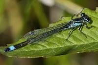 Ischnura elegans