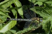 Brachytron pratense