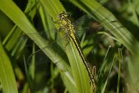 Gomphus pulchellus
