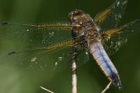 Libellula fulva