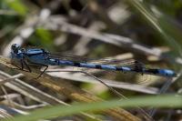 Enallagma cyathigerum