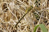 Gomphus pulchellus