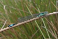 Ischnura elegans