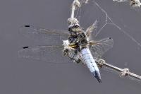 Libellula fulva