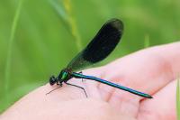 Calopteryx splendens