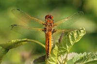 Libellula fulva