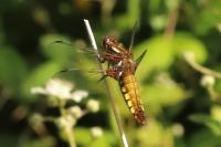 Libellula depressa