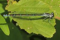 Coenagrion puella