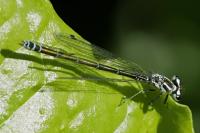 Coenagrion puella