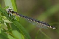 Enallagma cyathigerum