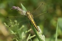 Orthetrum cancellatum