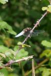 Libellula depressa