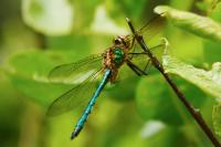 Somatochlora metallica