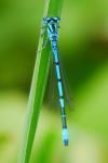 Coenagrion puella