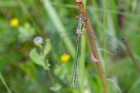 Lestes dryas