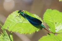Calopteryx virgo