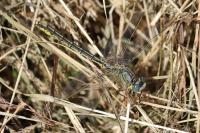 Gomphus pulchellus