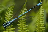Coenagrion puella