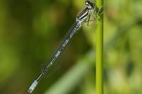 Coenagrion scitulum