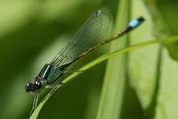 Ischnura elegans