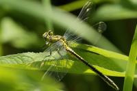 Gomphus pulchellus