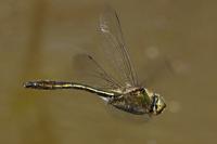 Cordulia aenea