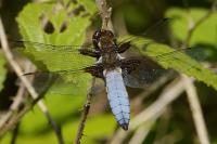 Libellula depressa