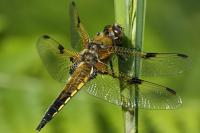 Libellula quadrimaculata