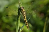 Orthetrum cancellatum