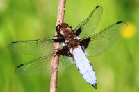 Libellula depressa