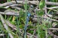 Anax imperator
