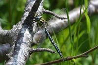 Brachytron pratense