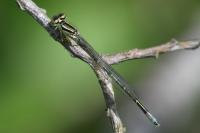 Coenagrion scitulum