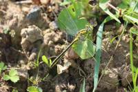 Gomphus pulchellus