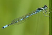 Coenagrion scitulum