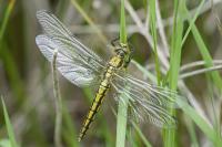 Orthetrum cancellatum