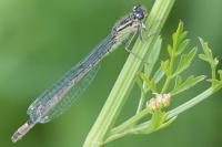 Ischnura elegans