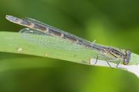 Enallagma cyathigerum