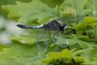 Leucorrhinia caudalis
