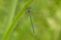Lestes dryas