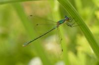 Lestes dryas