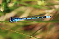 Enallagma cyathigerum