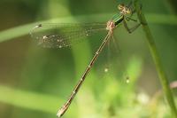 Lestes barbarus