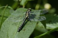 Gomphus vulgatissimus