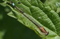 Ischnura elegans