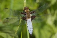 Libellula depressa